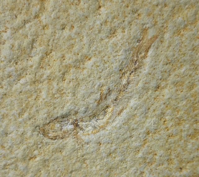 Leptolepides sprattiformis (BLAINVILLE 1818) & Saccocoma tenella (GOLDFUSS 1831) - Bild © FossNet FossilienStore